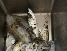 Port Hughes又抽到Bag Limit鱿鱼