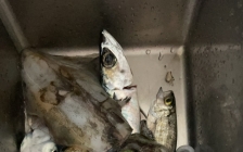 Port Hughes又抽到Bag Limit鱿鱼