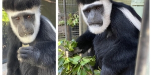 阿德莱德动物园沉痛悼念一对繁殖猴的不幸离世